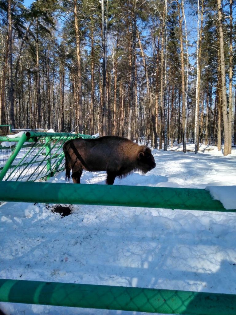 Орловское полесье - отличное место для поездки с детьми